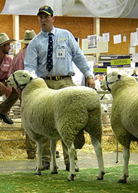 Wattle Farm Border Leicesters /edit/Images/DSCN4331.JPG